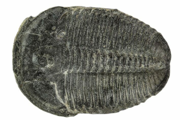 Elrathia Trilobite Fossil - Utah #108640